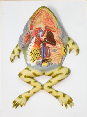علوم تشریح (Anatomical Sciences) (QS)