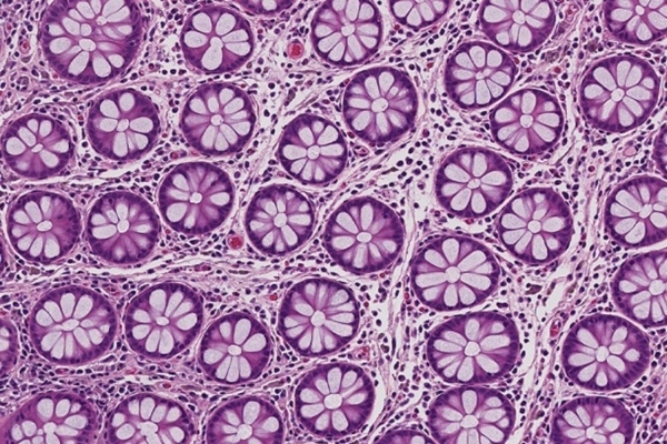 Histology